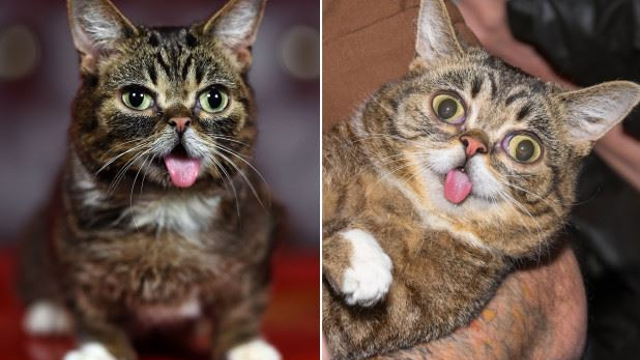 lilbub_2.jpg