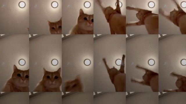 catdance_1.jpg